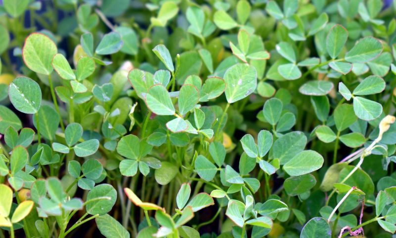 Datei:Fenugreek-2965214 1280.jpg