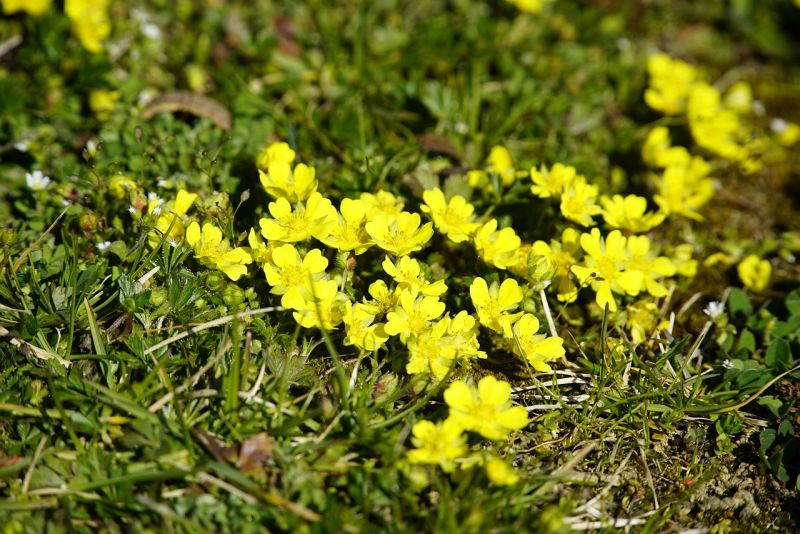 Datei:Potentilla-5016042 1280.jpg