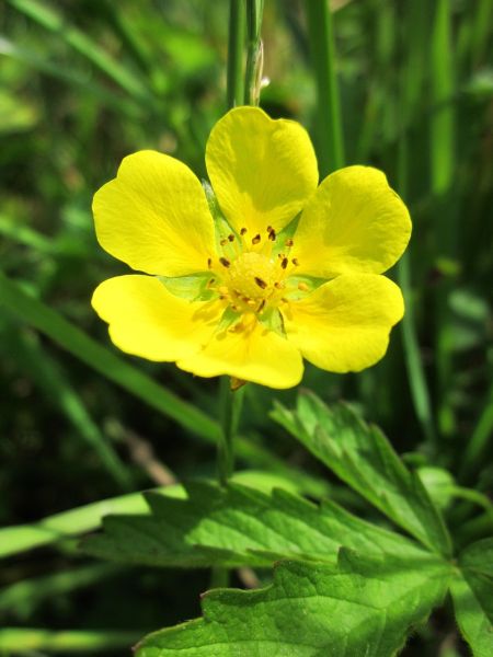 Datei:Potentilla-erecta-848660 1280.jpg