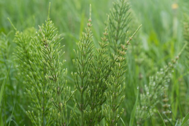 Datei:Ackerschachtelhalm-equisetum-arvense-1.jpg