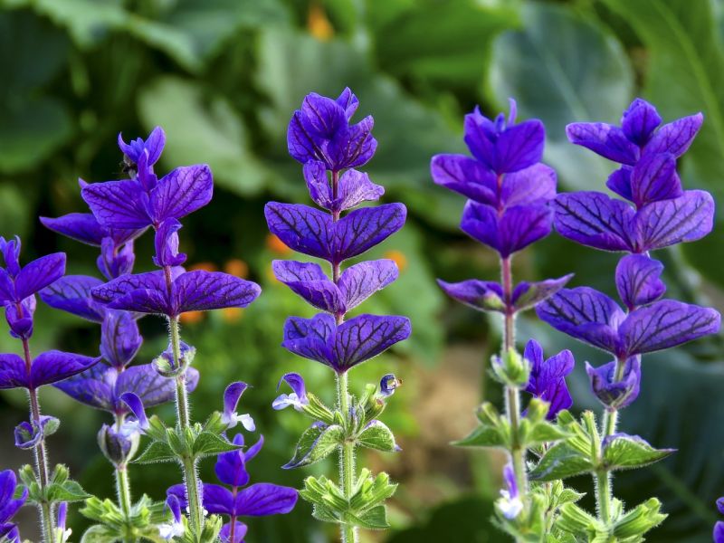 Datei:Flowers-5458322 1280.jpg