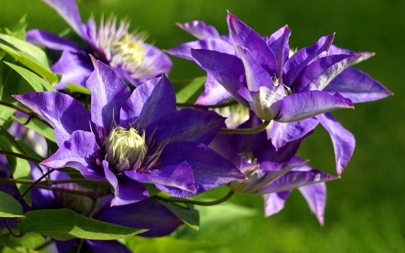 Datei:Clematis-4206843 1280.jpg