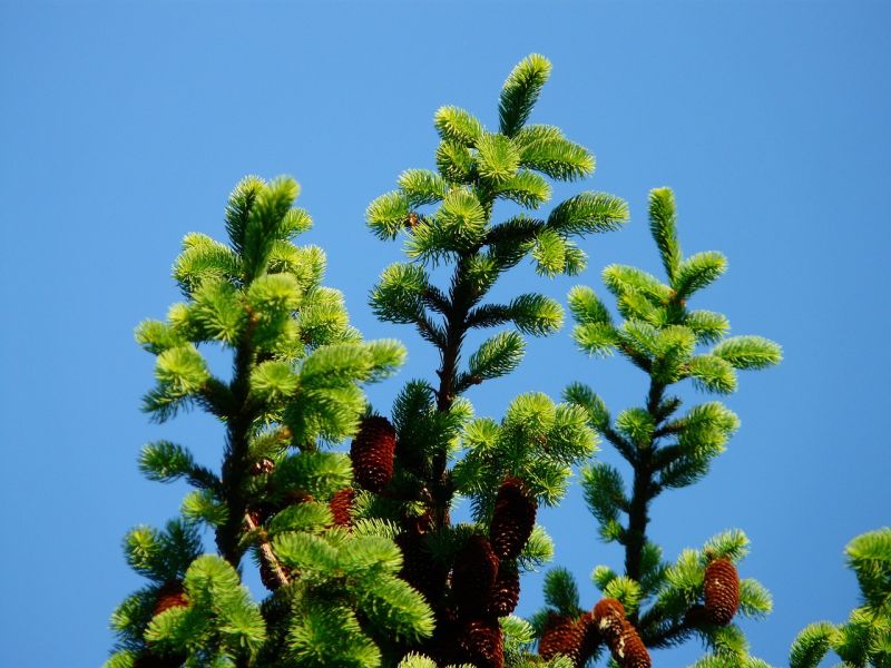 Datei:Spruce-cones-56007 1280.jpg