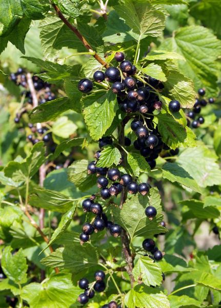 Datei:Black-currant-1508526 1280.jpg