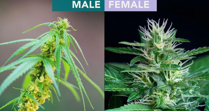 Quelle: https://sanctuarywellnessinstitute.com/blog/early-signs-of-male-marijuana-plant/