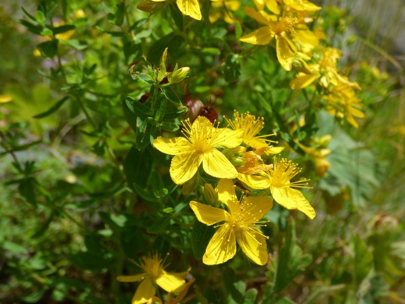 Datei:St-johns-wort-2466144 1280.jpg