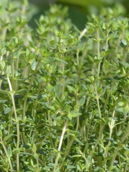 Datei:Thyme-115348 1280.jpg