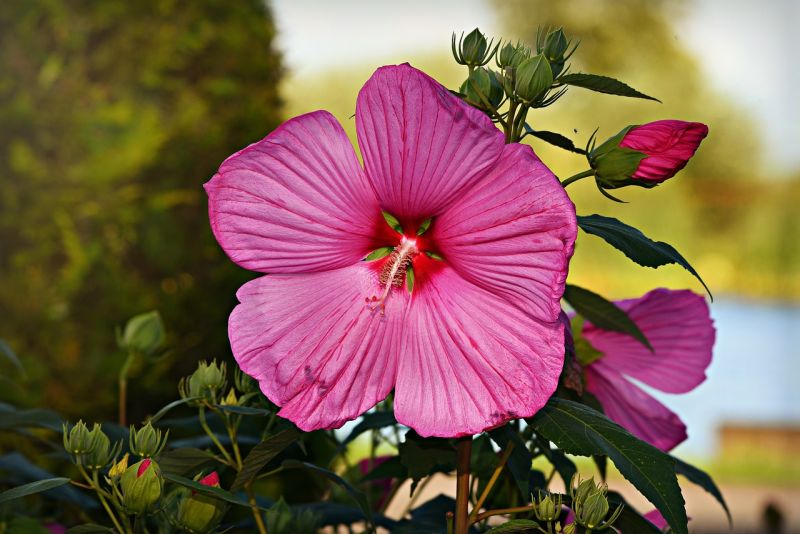 Datei:Hollyhock-3614208 1280.jpg