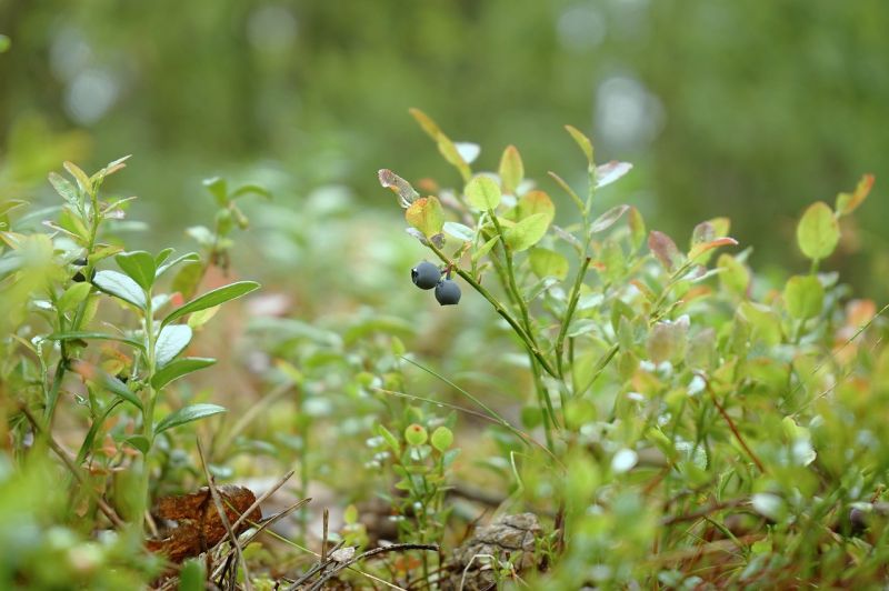 Datei:European-blueberry.jpg