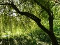 Vorschaubild der Version vom 16:20, 21. Jun. 2024