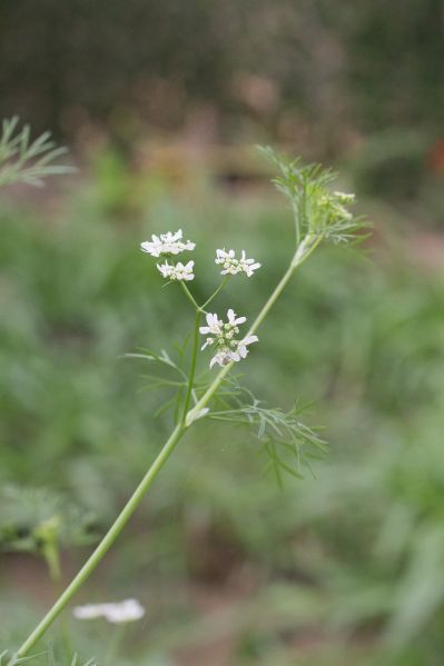 Datei:Cilantro-3715571 1280.jpg