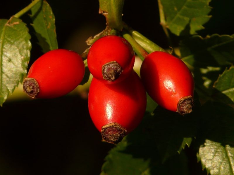 Datei:Rose-hip-10496 1280.jpg