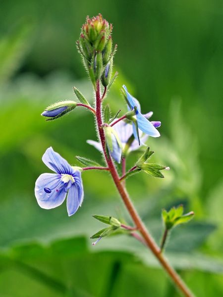 Datei:Veronica-officinalis-1346812 1280.jpg