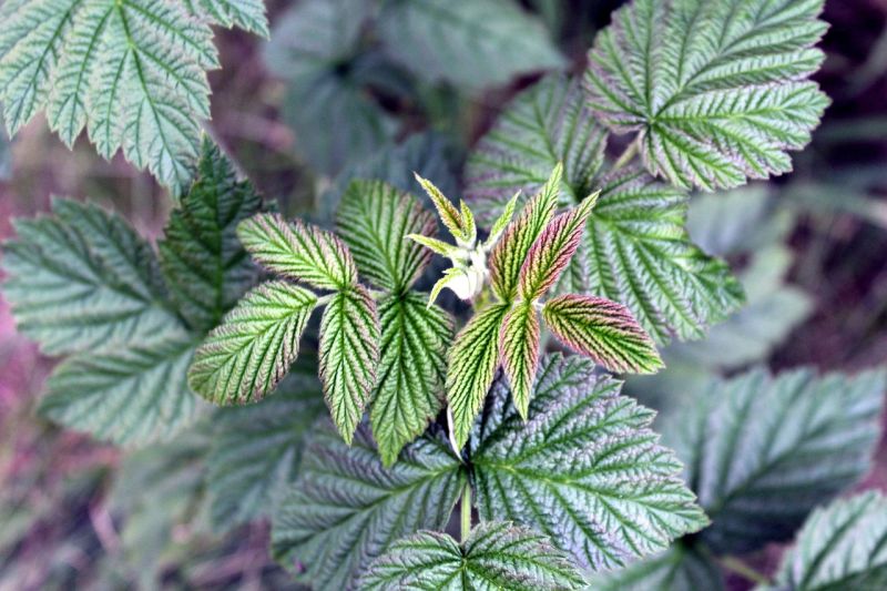 Datei:Raspberry-leaves-2704229 1280.jpg