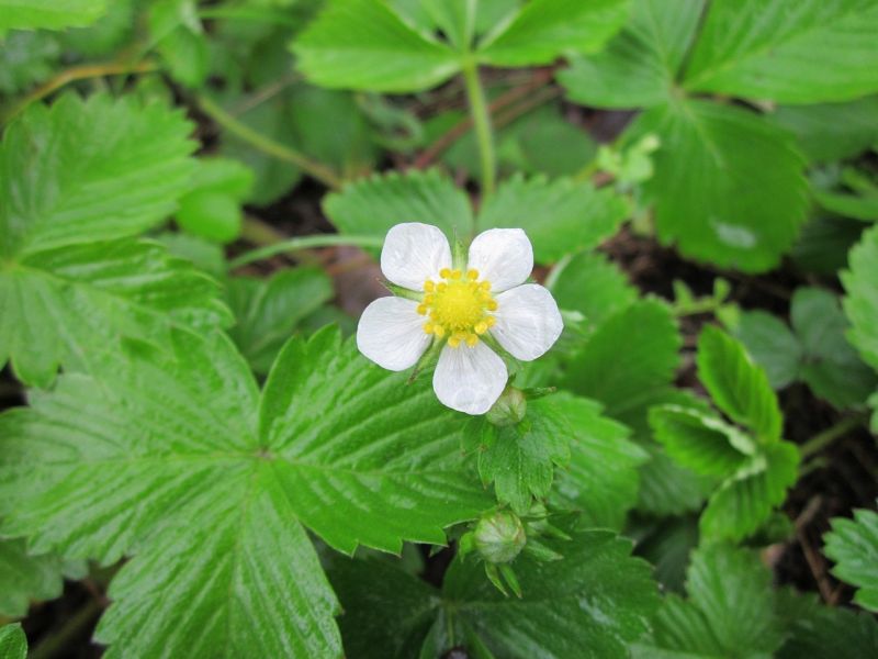 Datei:Fragaria-vesca-846522 1280.jpg