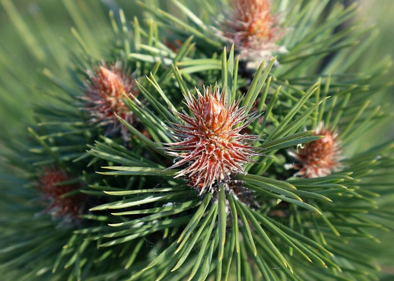 Datei:Pine-5045925 1280.jpg