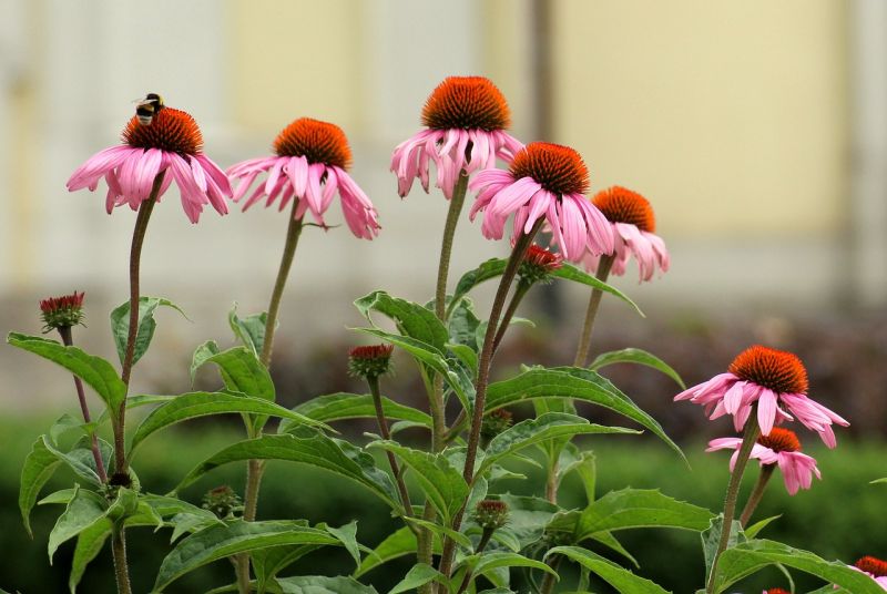 Datei:Purple-coneflower-4365379 1280.jpg