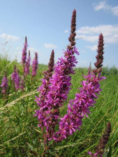 Datei:Lythrum-salicaria-848720 1280.jpg