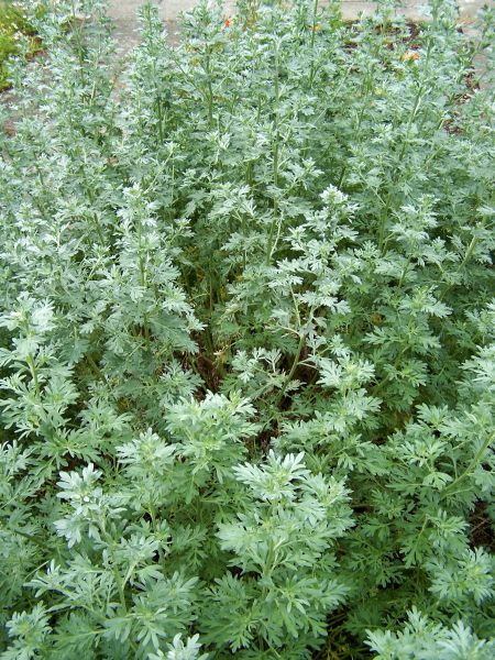 Datei:Artemisia absinthium 001.jpg
