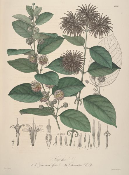 Datei:Florae Columbiae (Plate CLXXX) (8205993854).jpg