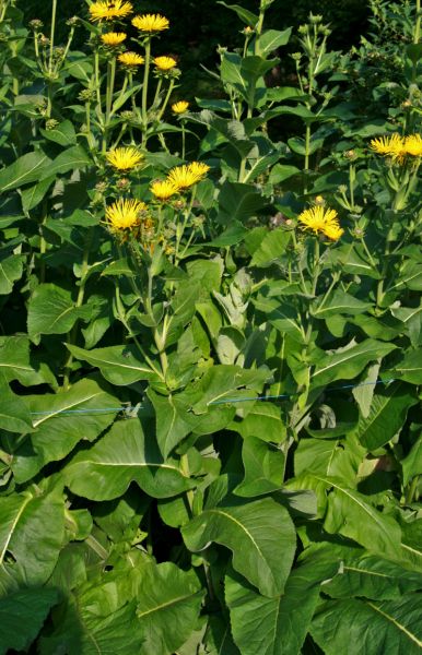 Datei:Alant Inula helenium 800.jpg