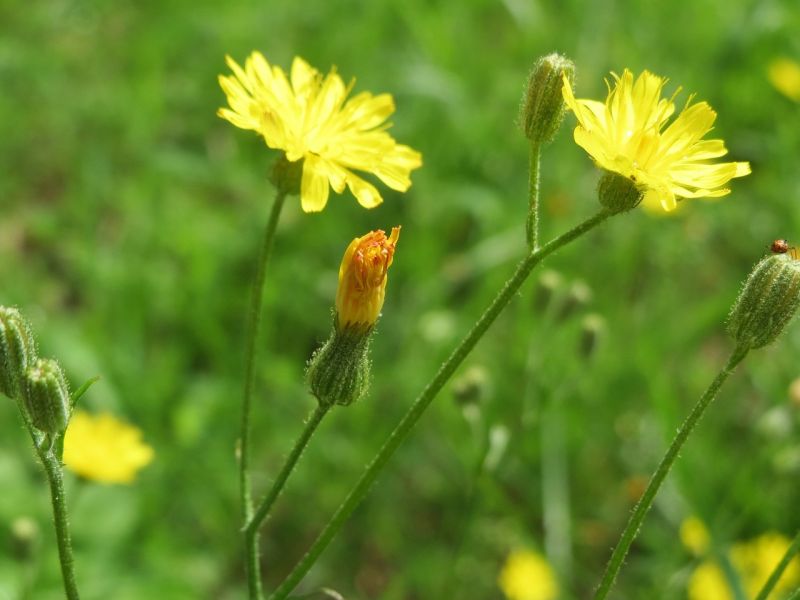 Datei:Hypochaeris-radicata-855538 1280.jpg