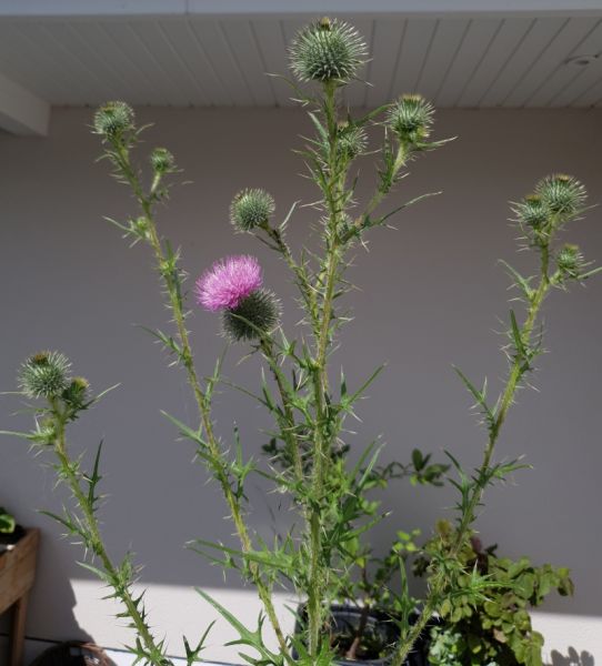 Datei:Mariendistel pflanze.jpg