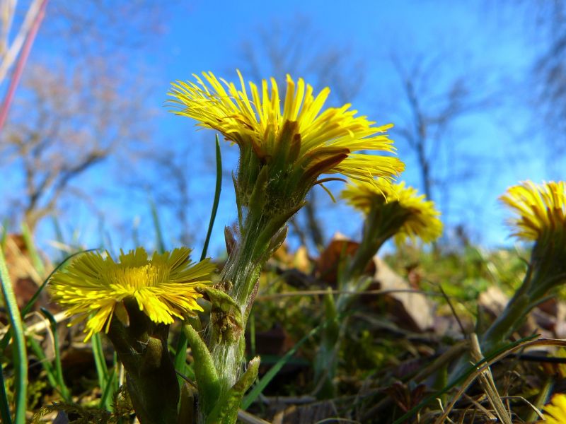 Datei:Coltsfoot-292302 1280.jpg