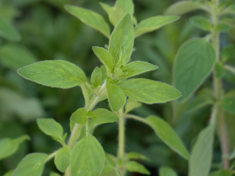 Datei:Oregano-123265 1280.jpg