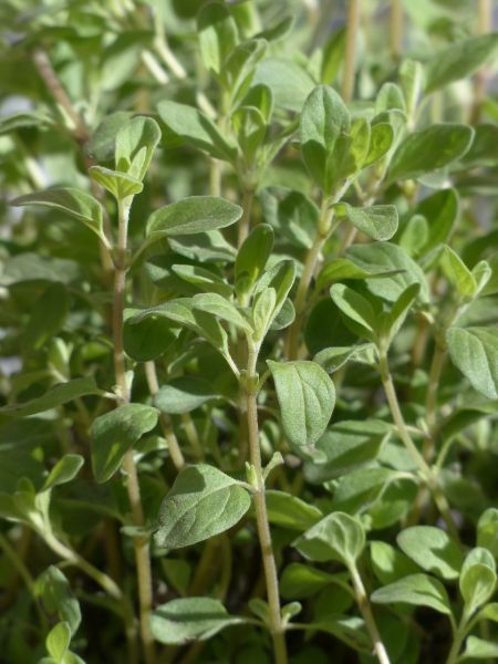 Datei:Marjoram-115383 1280.jpg