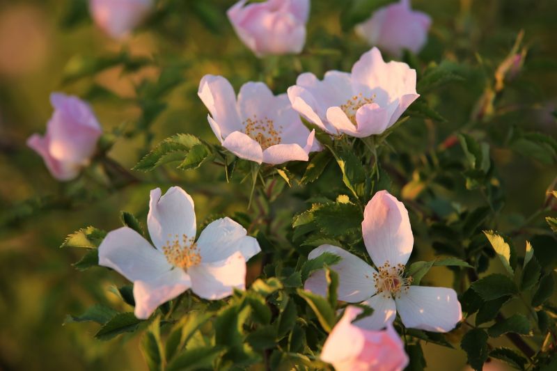 Datei:Dog-rose-6312755 1280.jpg