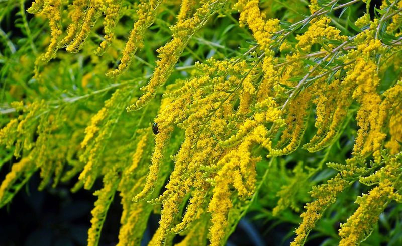 Datei:Goldenrod-6585931 960 720.jpg