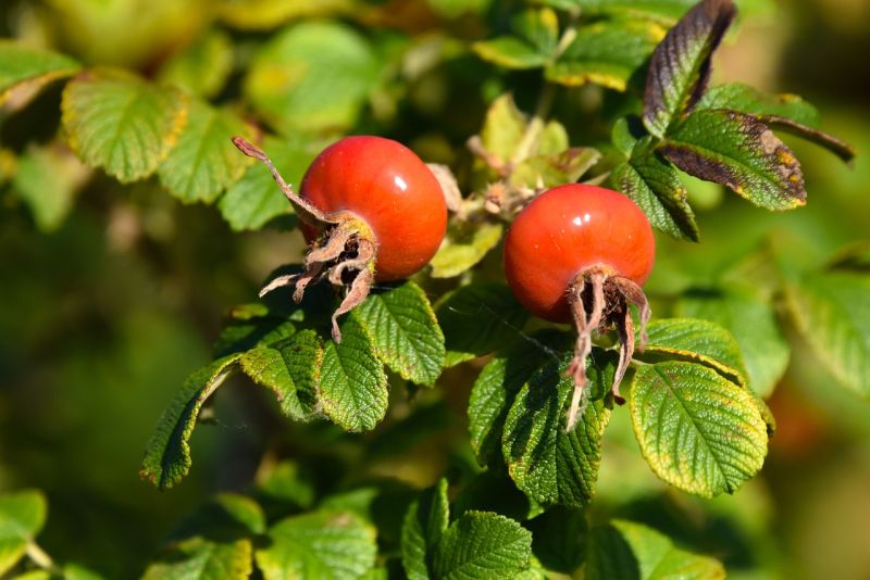 Datei:Rose-hip-3527443 1280.jpg