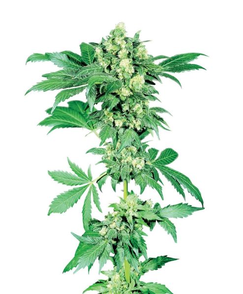 Datei:Afghani 1 - Sensi Seeds..jpg