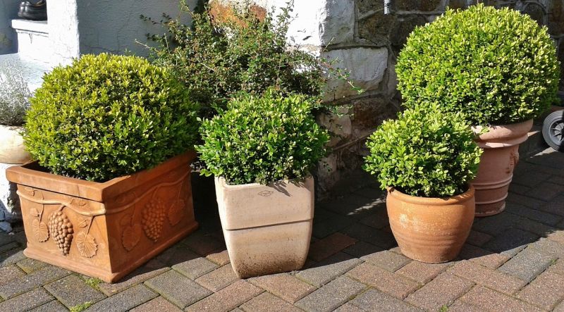 Datei:Boxwood-370547 1280.jpg