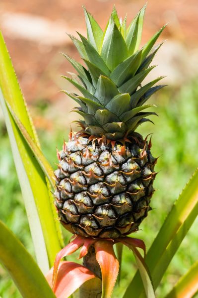Datei:Ananas.jpg