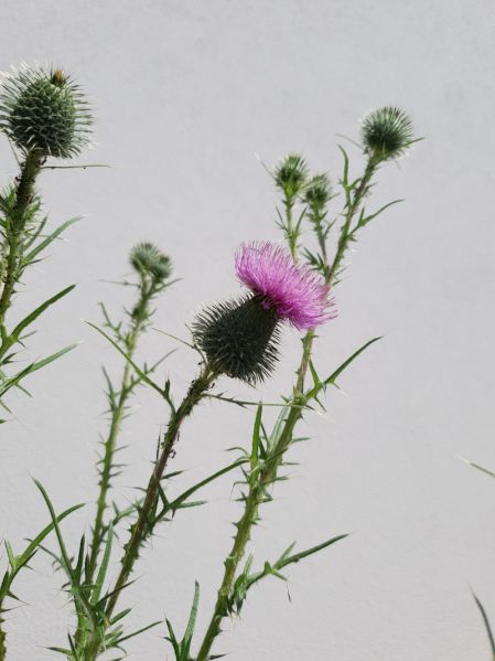 Datei:Mariendistel blüte.jpg
