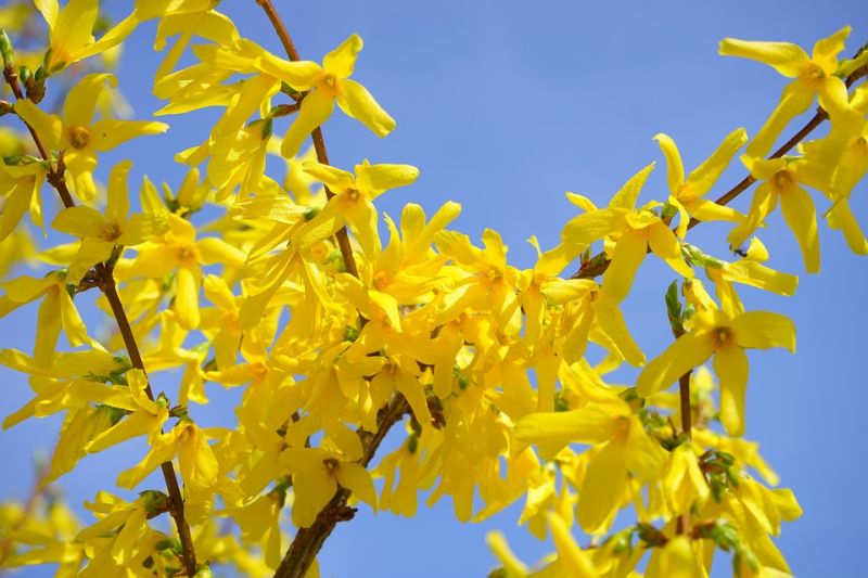 Datei:Forsythia-324049 960 720.jpg