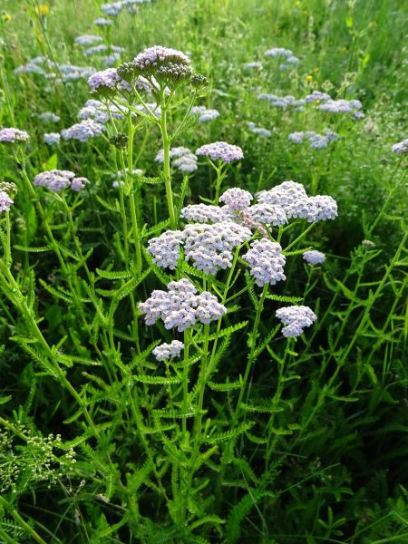 Datei:Yarrow-5209528 1280.jpg