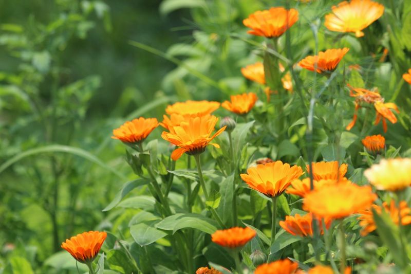 Datei:Calendula-3422801 1280.jpg