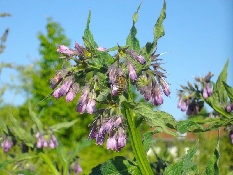 Datei:Beinwell in der blüte.jpg
