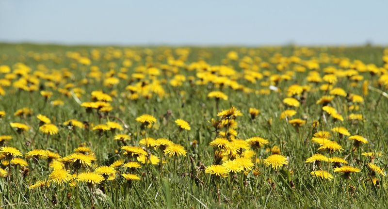 Datei:Dandelion-3382663 1280.jpg