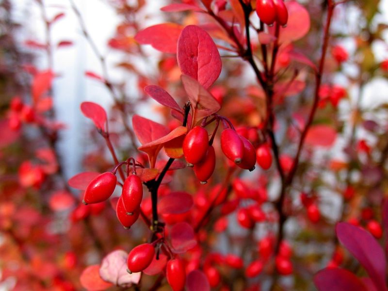 Datei:Barberry-2505019 1280.jpg