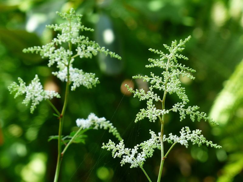 Datei:Forest-goats-beard-167247 1280.jpg